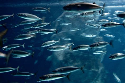 european fish|Fish and cephalopods .